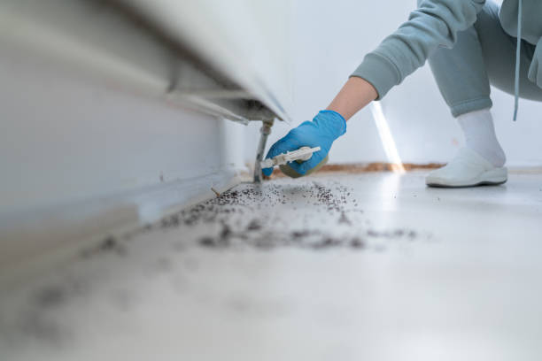 Best Flea Control Services  in Oak Ridge, NJ